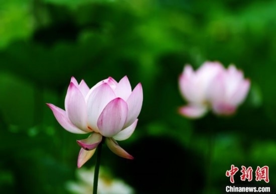 6月19日，時值一年畢業(yè)季，四川大學(xué)望江校區(qū)荷花池里的荷花盛開，成為了畢業(yè)生們的打卡圣地，吸引了眾多畢業(yè)生拍照留念。圖為盛開的荷花。中新社記者 安源 攝