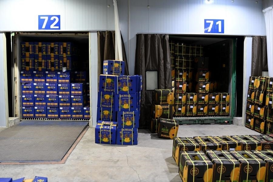 2023年9月12日在廣西憑祥友誼關(guān)口岸拍攝的等待通關(guān)的進(jìn)口榴蓮。新華社記者 曹祎銘 攝