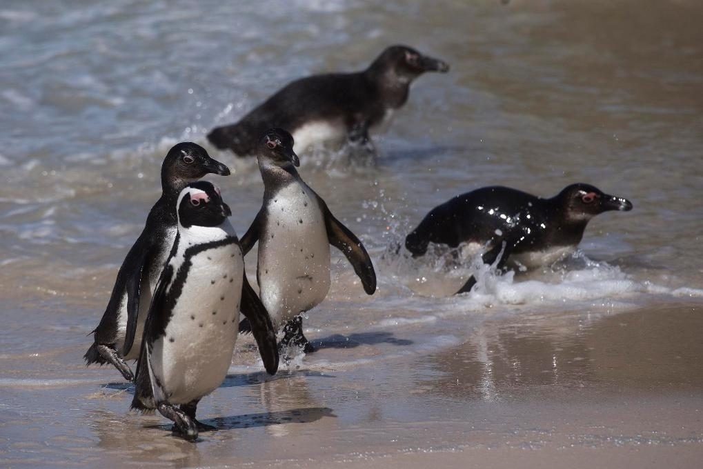 這是2021年9月29日在南非西蒙斯敦的博爾德斯海灘拍攝的捕食歸來的非洲企鵝。新華社記者 陳誠 攝