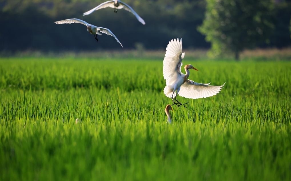 2023年8月7日，鷺鳥(niǎo)在山東省臨沂市郯城縣郯城街道水稻田間飛舞。新華社發(fā)（張春雷 攝）