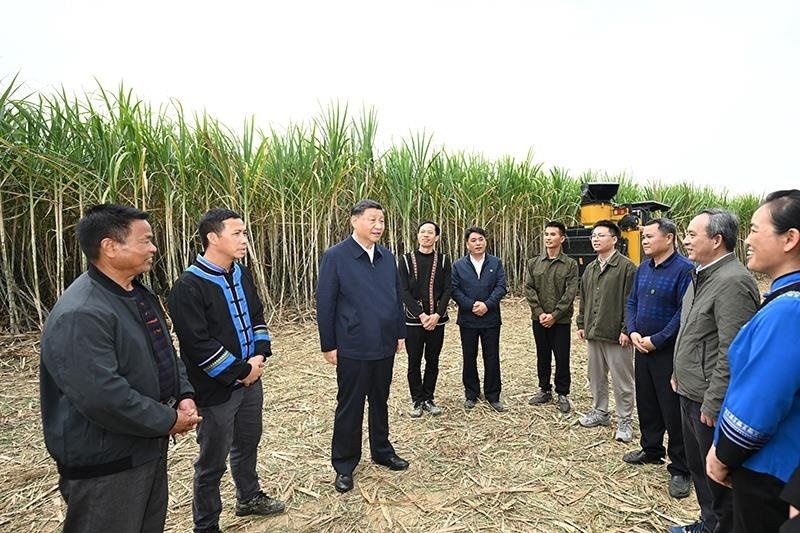 2023年12月14日，習(xí)近平總書記在廣西來賓市國家現(xiàn)代農(nóng)業(yè)產(chǎn)業(yè)園黃安優(yōu)質(zhì)“雙高”糖料蔗基地考察時，同蔗農(nóng)、農(nóng)機(jī)手和農(nóng)技人員親切交流。