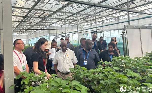 研討班成員在大棚中了解植物種植技術。人民網 曹欣悅攝