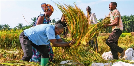 2018 年，中國(guó)農(nóng)業(yè)專家組在布隆迪布班扎省吉漢加縣設(shè)立首個(gè)水稻減貧示范村。圖為當(dāng)?shù)剞r(nóng)戶在稻田里給雜交水稻脫粒（2023 年 6 月 20 日攝） 韓旭攝 / 本刊