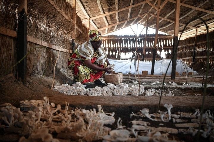 2024年2月6日，在中非共和國達馬拉，法蒂瑪在菇棚內收獲菌草菇。2022年，法蒂瑪在聽說中國菌草專家在班吉傳授技術后主動前往學習，從一間小菌棚起步，逐漸擴大為如今小有名氣的合作社。新華社記者 韓旭 攝