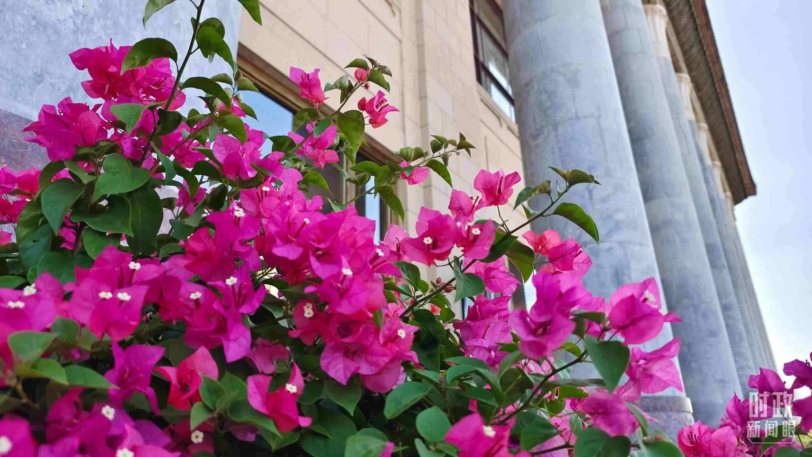 △人民大會堂外花團錦簇。（總臺央視記者韓銳拍攝）