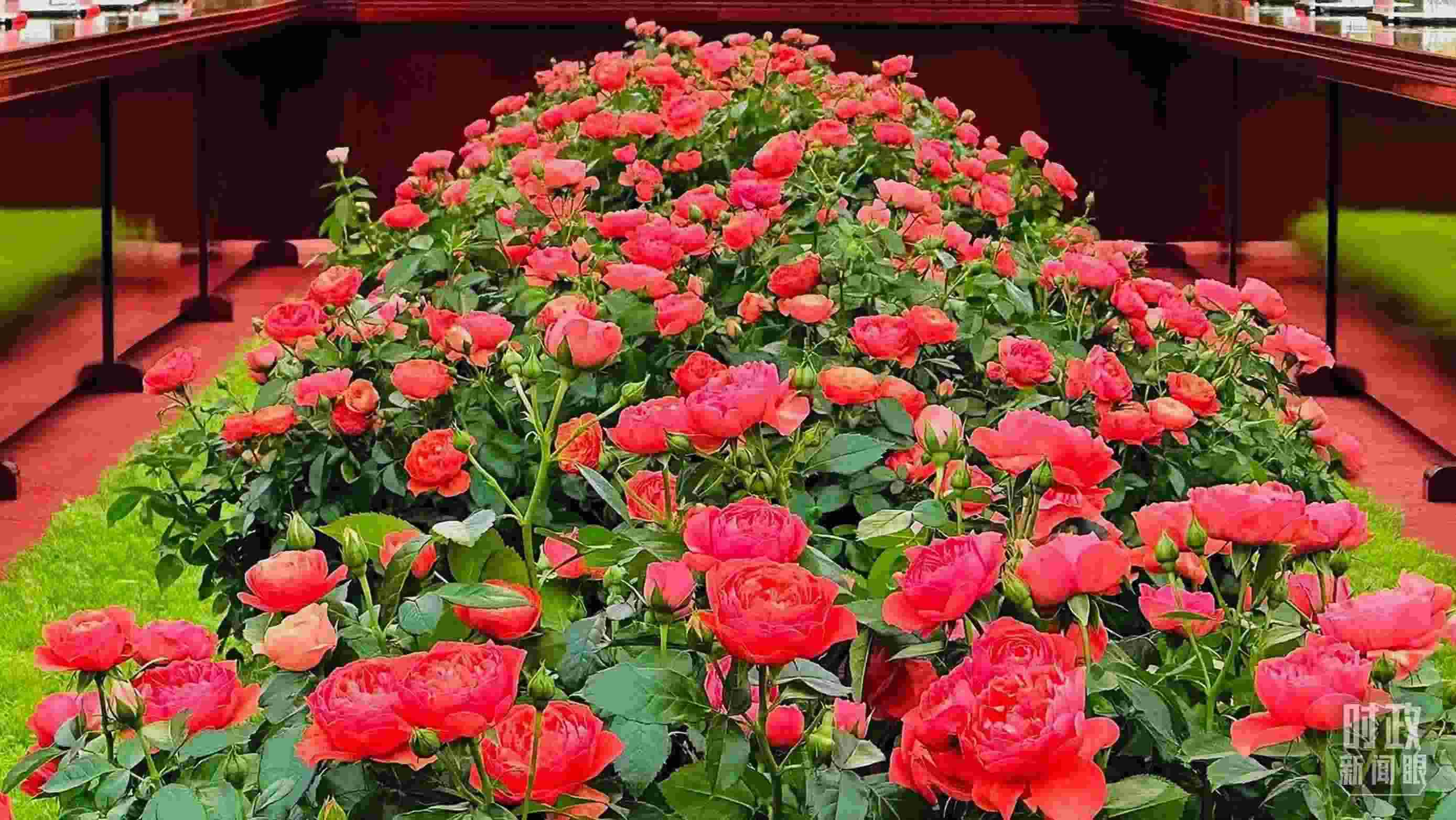 東大廳會(huì)談桌中間擺放的紅果汁月季，象征著蓬勃與堅(jiān)韌。（總臺(tái)央視記者范一鳴拍攝）