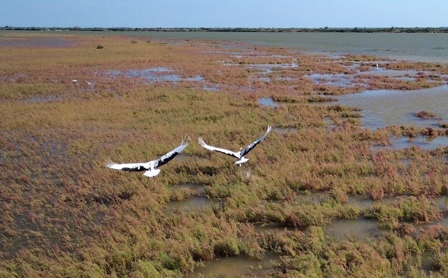 2024年8月28日，丹頂鶴在黃河三角洲國(guó)家級(jí)自然保護(hù)區(qū)展翅翱翔（無(wú)人機(jī)照片）。新華社記者 徐速繪 攝