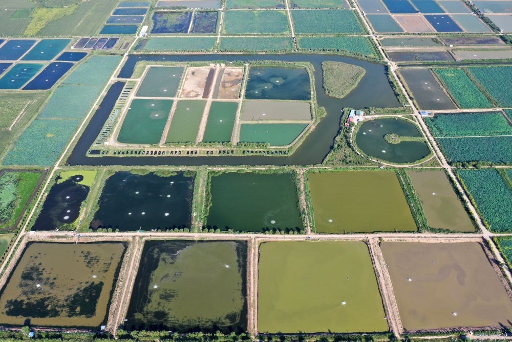 2024年8月13日在山西省臨猗縣薛公村拍攝的蟹塘（無人機照片）。薛公村位于黃河岸邊，有5000多畝黃河灘涂和近5000畝荒溝。當?shù)赝ㄟ^將荒溝和灘涂進行整合，發(fā)展特色水產(chǎn)養(yǎng)殖，讓守著黃河水、住在黃河灘的薛公村村民有了新的致富路。