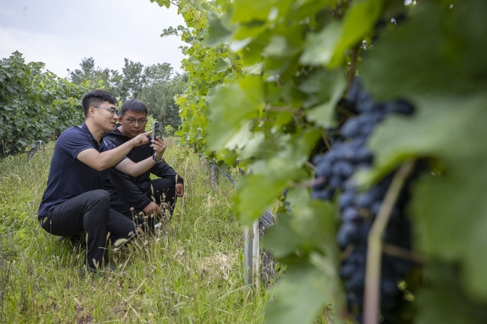 2024年8月15日，技術(shù)人員（左）和工作人員在寧夏銀川市西夏區(qū)的一個葡萄園工作。為推動黃河流域生態(tài)保護和高質(zhì)量發(fā)展先行區(qū)建設(shè)，銀川市積極打造高標準葡萄園，借助各種傳感器監(jiān)測釀酒葡萄的生長狀態(tài)，實現(xiàn)精準灌溉，從而高效節(jié)約黃河水。
