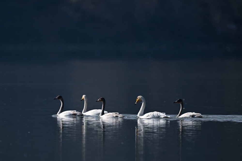 2023年11月30日，天鵝在青海省海東市化隆回族自治縣群科鎮(zhèn)境內(nèi)的黃河上游弋。近年來，青海省加大力度保護治理境內(nèi)黃河流域，改善當?shù)厣鷳B(tài)環(huán)境，為越冬候鳥提供良好棲息地。