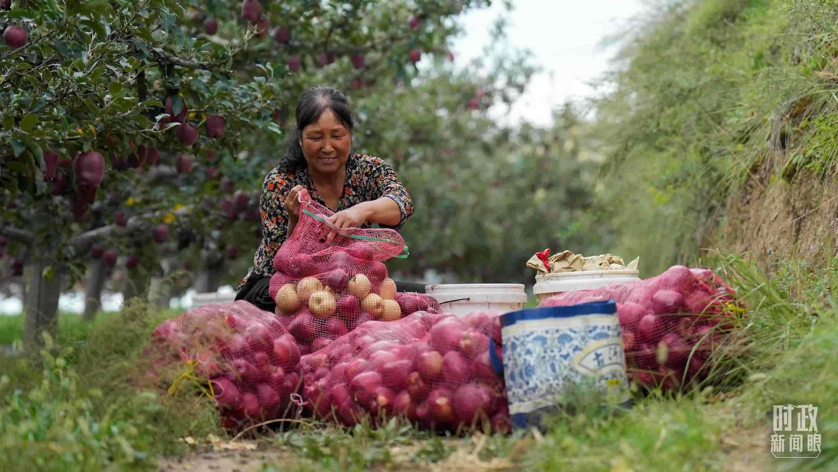 △南山花牛蘋果基地在2023年帶動9000多戶村民實現(xiàn)增收。（總臺國廣記者李晉拍攝）