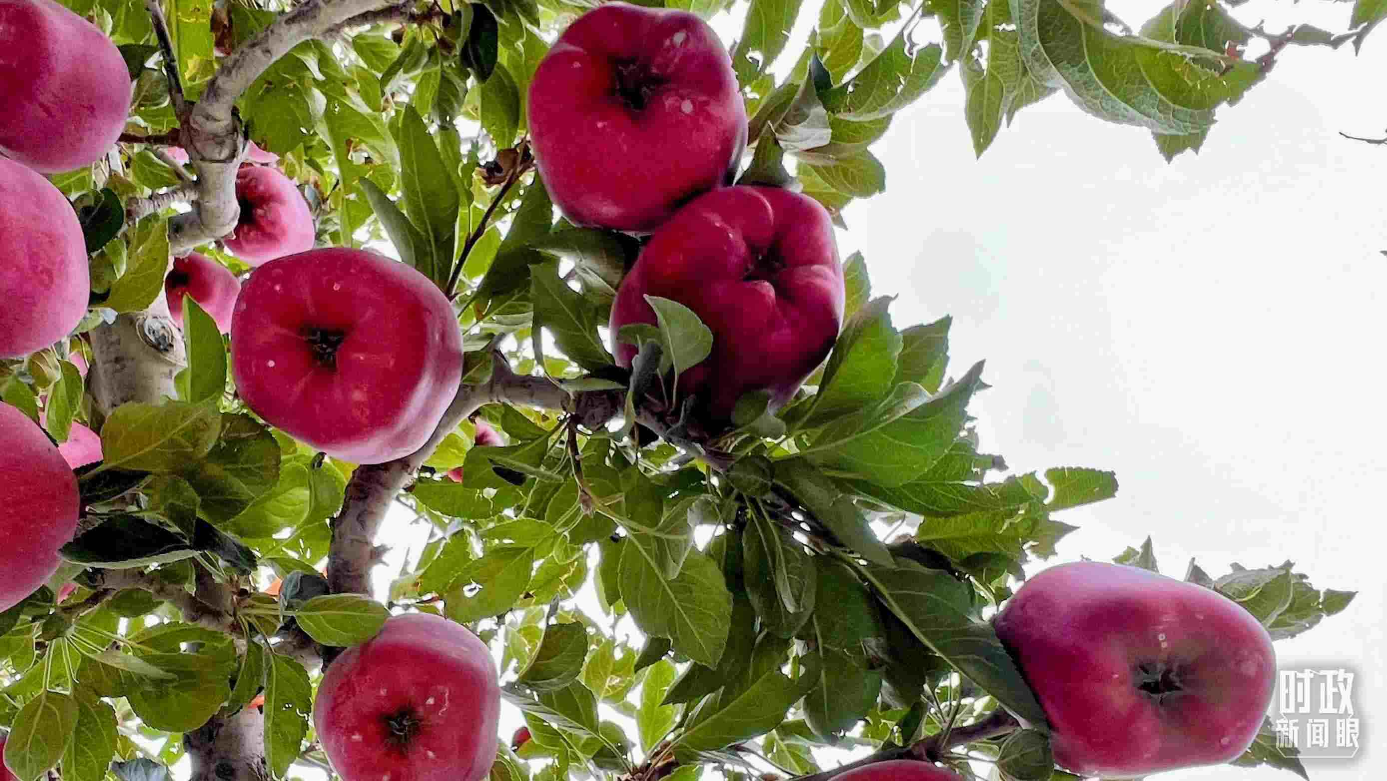 △南山花牛蘋果基地是元帥系蘋果生產(chǎn)基地。（總臺央視記者程鋮拍攝）