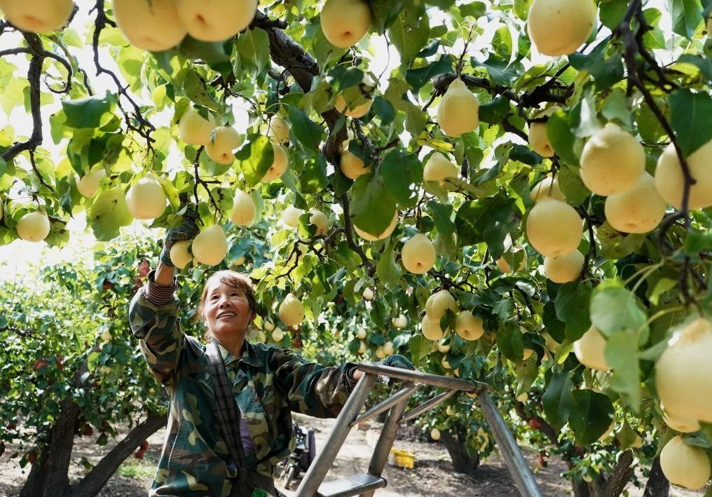 9月13日，河北省晉州市的農(nóng)民在果園采摘鴨梨。新華社記者楊世堯 攝