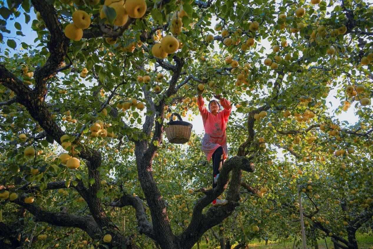 2024年10月4日，安徽省宿州市碭山縣程莊鎮(zhèn)衡樓村百年老梨園里，梨農(nóng)在忙著采摘酥梨。來(lái)源:人民圖片