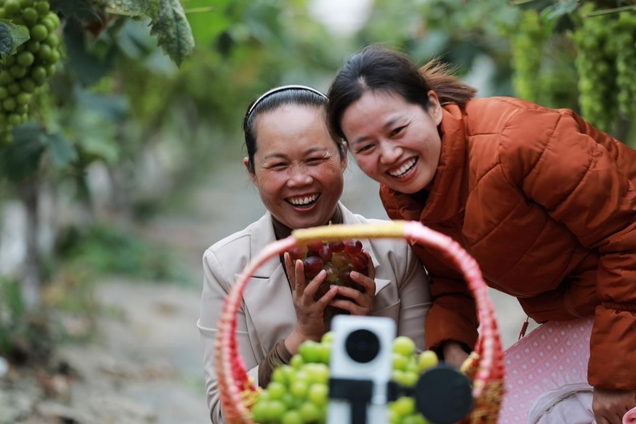 2024年10月6日，果農(nóng)在貴州省黔西市金碧鎮(zhèn)新蘭村葡萄園里進(jìn)行直播銷(xiāo)售。來(lái)源：人民圖片