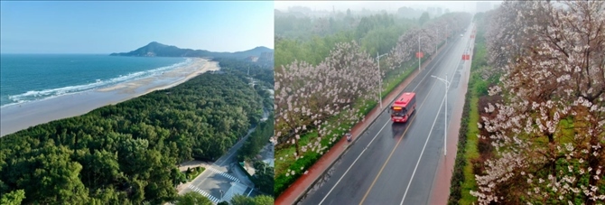 拼版照片：左圖為位于東山縣金鑾灣沿岸的木麻黃防護(hù)林帶（無人機(jī)照片，新華社記者 姜克紅 攝）；右圖為2021年4月20日在蘭考縣焦裕祿干部學(xué)院附近拍攝的泡桐花（無人機(jī)照片，新華社記者 郝源 攝）。