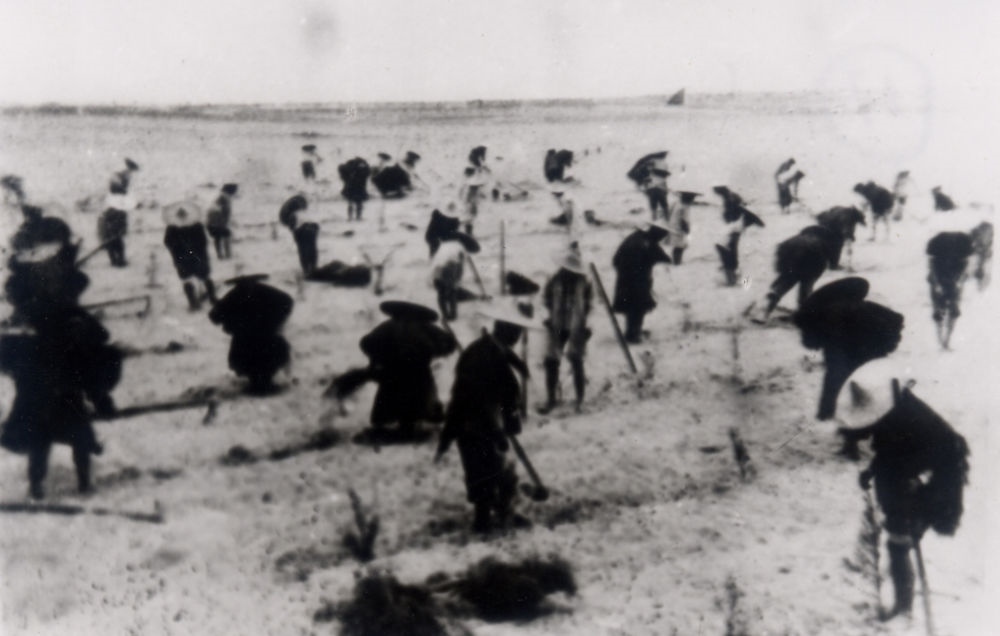 上世紀(jì)東山百姓在沙灘造林（資料照片）。