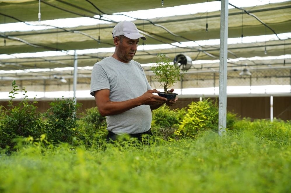 7月28日，在烏茲別克斯坦錫爾河州的上合組織農(nóng)業(yè)基地中烏現(xiàn)代農(nóng)業(yè)科技示范園，工作人員檢查盆栽植物。新華社發(fā)（扎法爾攝）