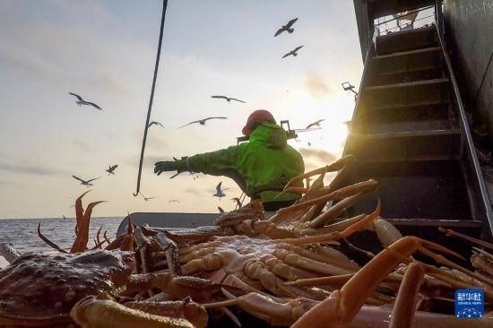 這是俄羅斯蟹業(yè)集團工作人員進行遠洋捕撈的資料照片。新華社發(fā)（俄羅斯蟹業(yè)集團供圖）