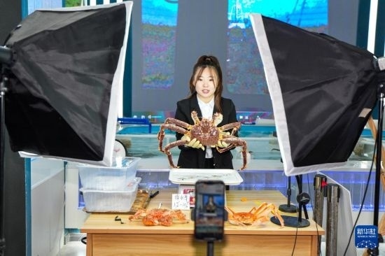 9月20日，在吉林省琿春市的帝王蟹保稅店內(nèi)，工作人員進行網(wǎng)絡(luò)直播售賣帝王蟹。新華社記者 許暢 攝