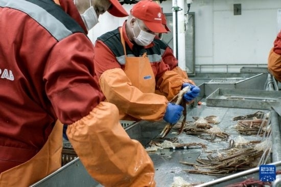 俄羅斯蟹業(yè)集團的工作人員在生產(chǎn)線上加工產(chǎn)品（資料照片）。新華社發(fā)（俄羅斯蟹業(yè)集團供圖）