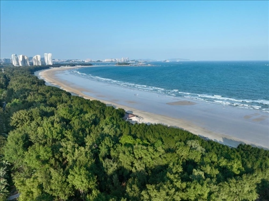 郁郁蔥蔥的東山縣沿海防護林（無人機拍攝）。新華社記者 姜克紅 攝