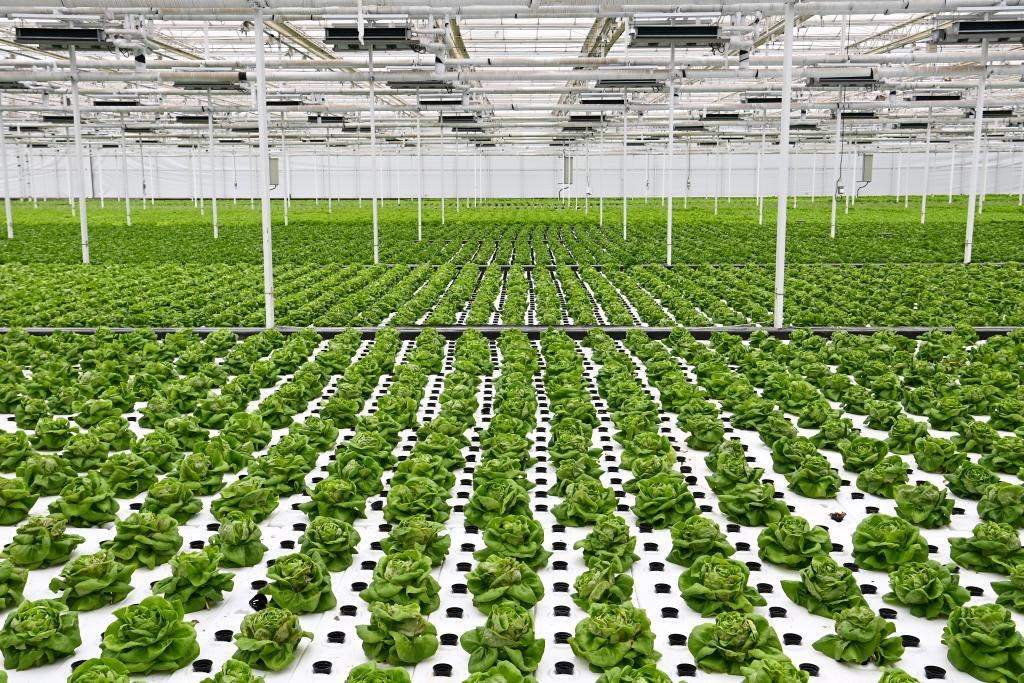 10月26日，楊凌智慧農(nóng)業(yè)示范園智慧溫室內(nèi)通過無土栽培技術(shù)種植的蔬菜。新華社記者 鄒競一 攝