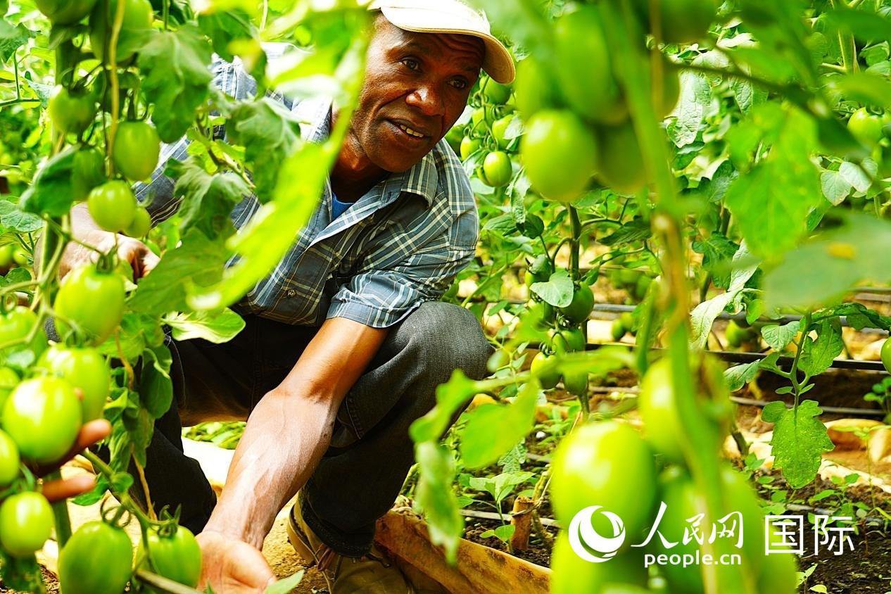 肯尼亞納庫魯郡，當(dāng)?shù)剞r(nóng)民喬納·卡蘭賈家的溫室大棚里，番茄長勢喜人。人民網(wǎng)記者 黃煒鑫攝