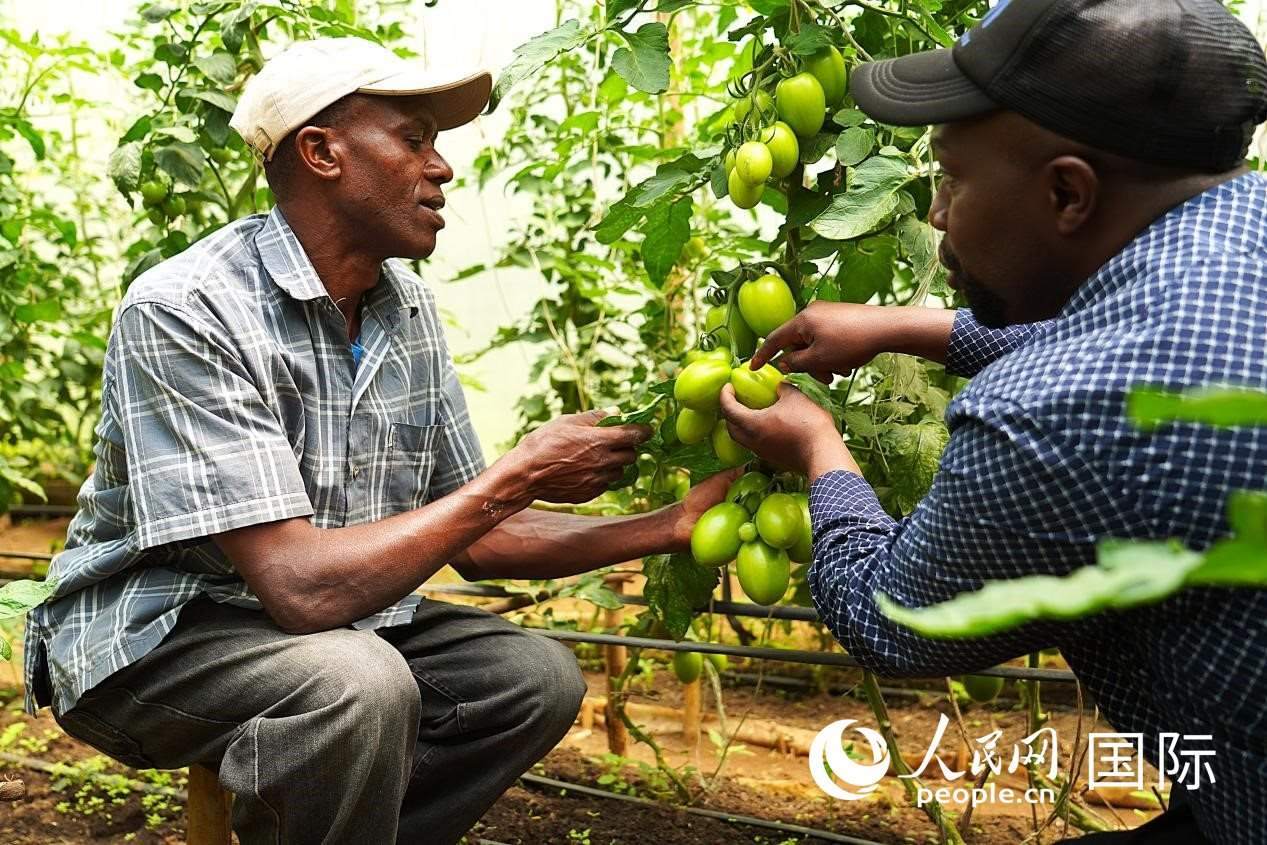 肯尼亞納庫魯郡，埃格頓大學(xué)園藝學(xué)專家史蒂芬·吉藤古在溫室大棚里指導(dǎo)當(dāng)?shù)剞r(nóng)民喬納·卡蘭賈種植番茄。人民網(wǎng)記者 黃煒鑫攝