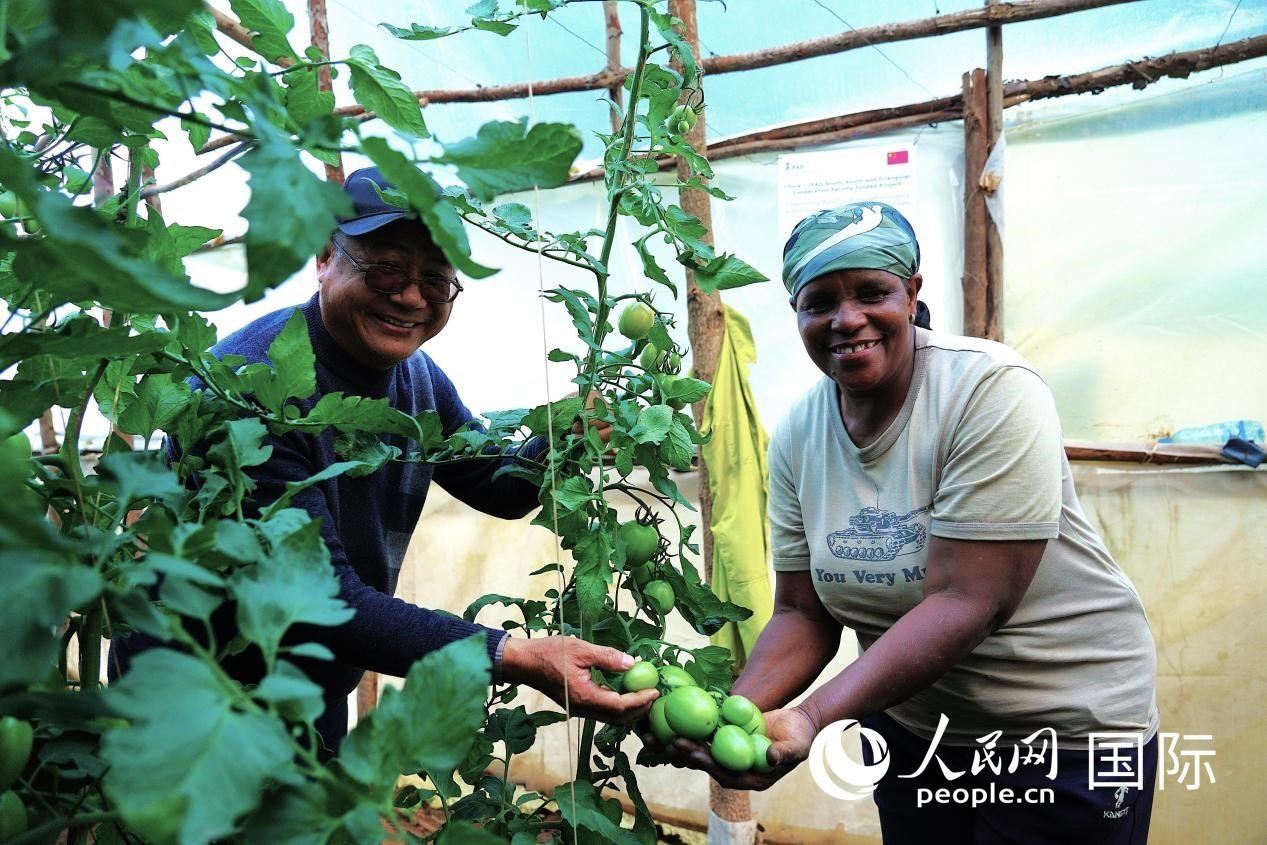 肯尼亞納庫魯郡，南京農(nóng)業(yè)大學(xué)援非專家劉高瓊和當(dāng)?shù)剞r(nóng)民瑪麗·姆旺吉在溫室大棚里查看番茄種植情況。人民網(wǎng)記者 黃煒鑫攝