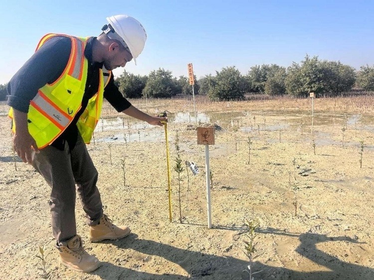 工作人員在監(jiān)測紅樹苗生長情況。中國土木供圖