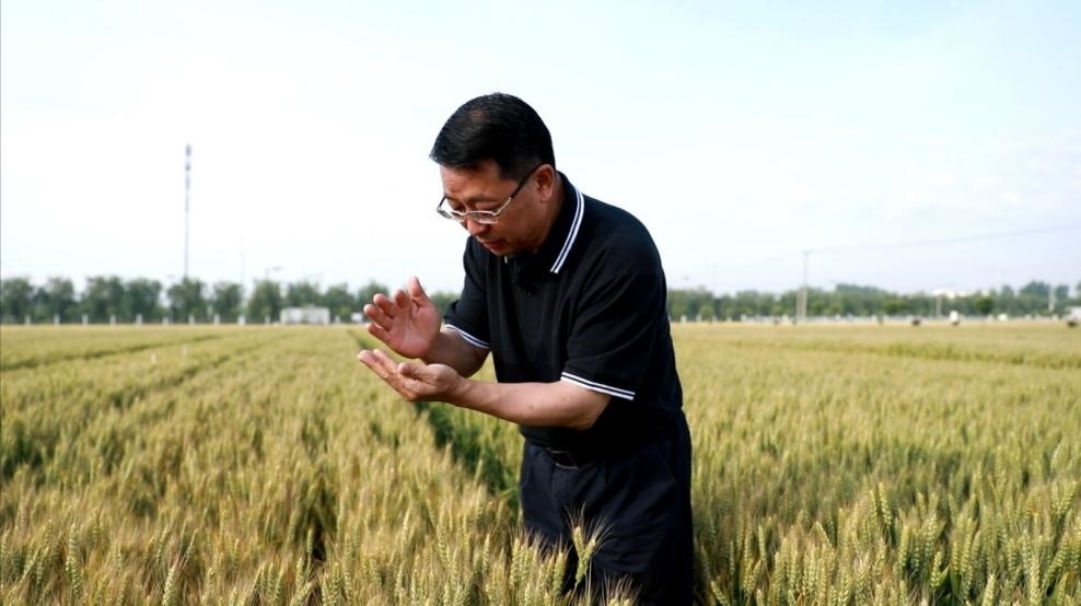 張福鎖在曲周查看小麥長(zhǎng)勢(shì)。受訪者供圖