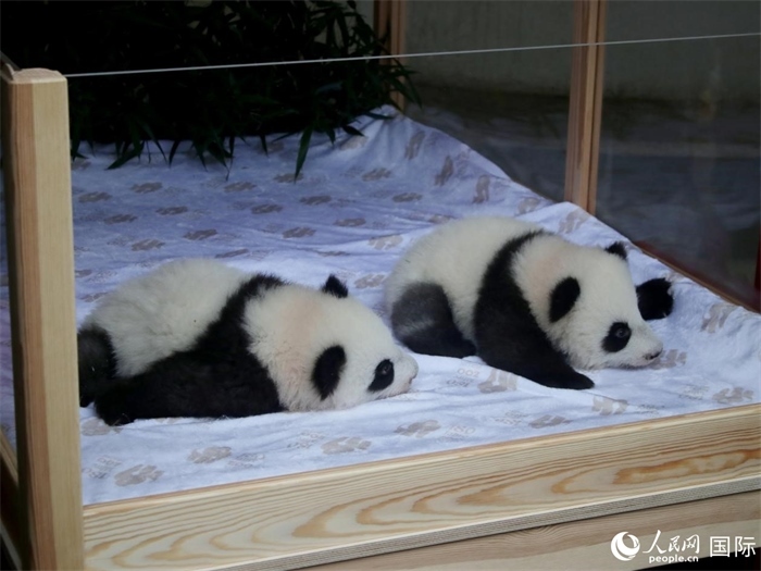 柏林動(dòng)物園的明星“夢(mèng)好”與“夢(mèng)甜”。人民網(wǎng) 肖晶攝