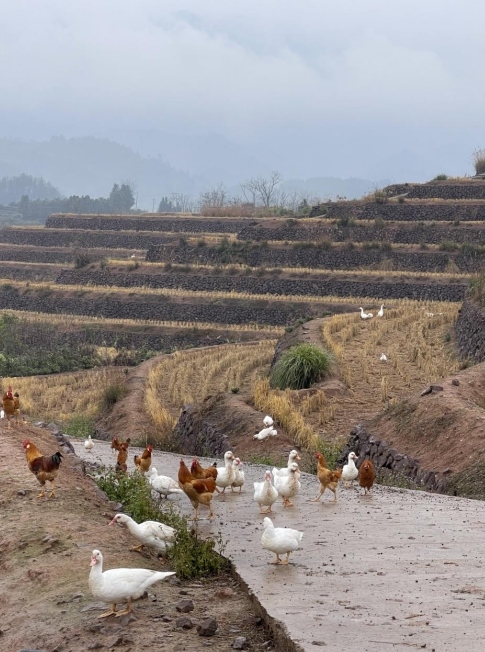 樨鄉(xiāng)記生態(tài)農(nóng)莊一隅。劉軍國(guó)攝