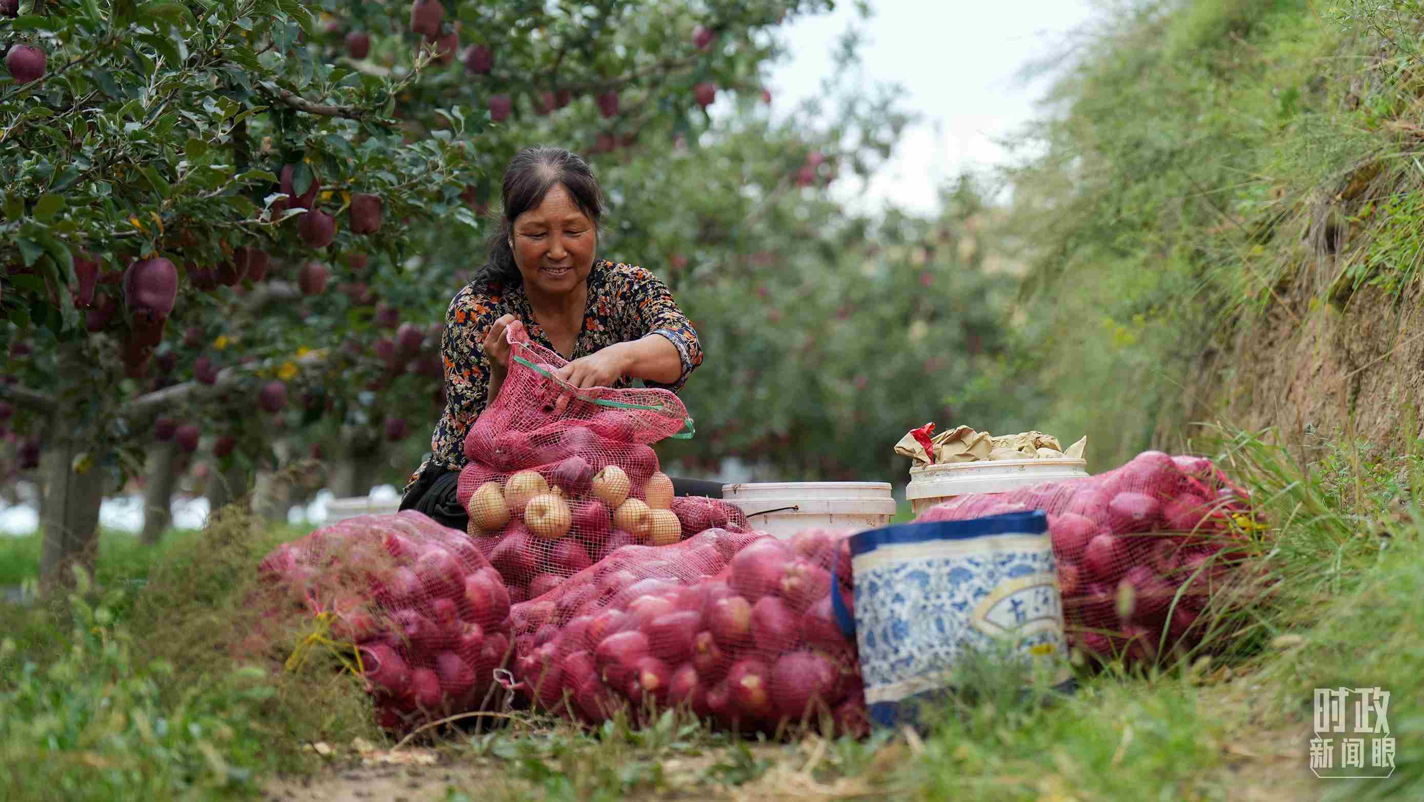 △甘肅天水的花牛蘋(píng)果已經(jīng)成為當(dāng)?shù)厝罕姷摹吧鷳B(tài)果”“致富果”。（總臺(tái)記者李晉拍攝）