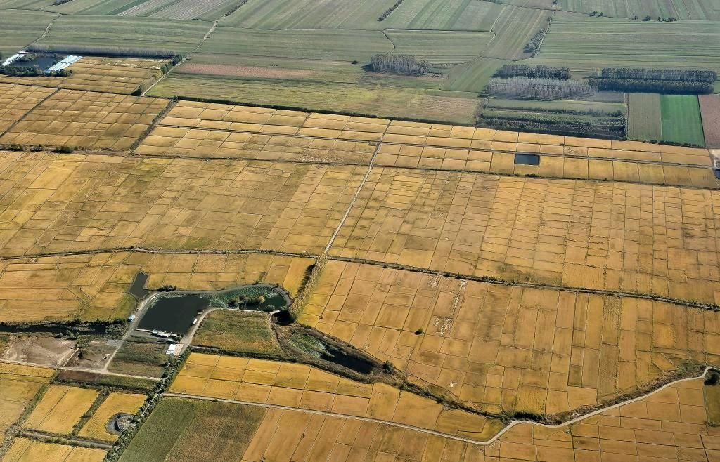 俯瞰黑龍江省哈爾濱市一處稻田（10月2日攝，無人機(jī)照片）。新華社記者 孫曉宇 攝