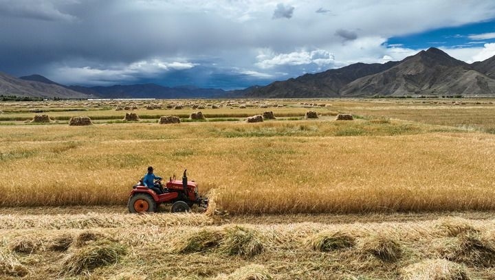 2024年9月10日在西藏日喀則市白朗縣巴扎鄉(xiāng)拍攝的秋收場景（無人機照片）。新華社記者 晉美多吉 攝