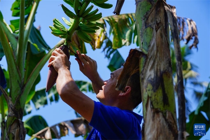 12月23日，中國(guó)熱帶農(nóng)業(yè)科學(xué)院專家趙增賢在斯里蘭卡馬坎杜拉為當(dāng)?shù)剞r(nóng)戶做技術(shù)示范。新華社記者 陳冬書 攝