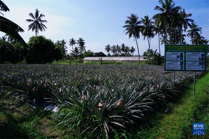 這是12月23日在斯里蘭卡馬坎杜拉拍攝的中國(guó)技術(shù)試驗(yàn)田菠蘿田。新華社記者 陳冬書 攝