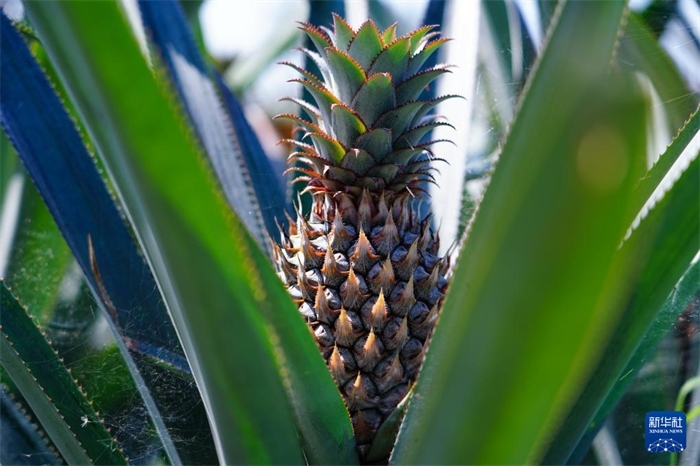 這是12月23日在斯里蘭卡馬坎杜拉拍攝的中國(guó)技術(shù)試驗(yàn)田里的菠蘿。新華社記者 陳冬書 攝