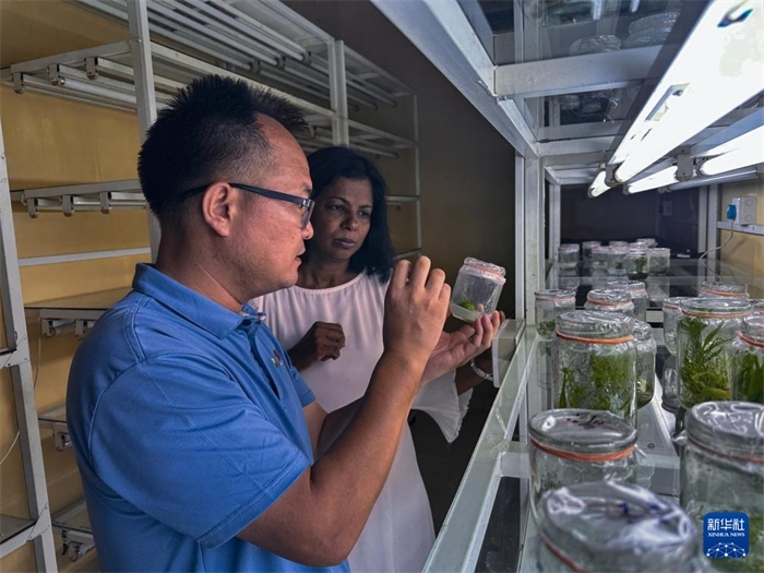 12月23日，在斯里蘭卡馬坎杜拉，中國(guó)專家與斯里蘭卡馬坎杜拉可持續(xù)農(nóng)業(yè)與發(fā)展研究中心主任達(dá)莎妮·賈亞曼納交流。新華社發(fā)（中國(guó)、聯(lián)合國(guó)糧農(nóng)組織與斯里蘭卡南南合作項(xiàng)目專家組供圖）