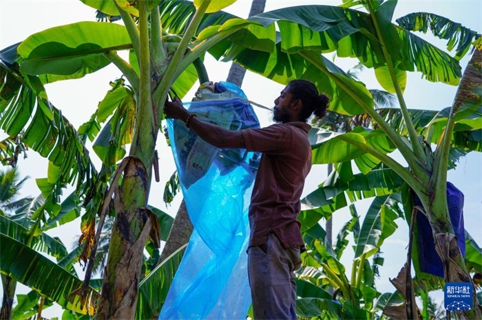 12月23日，在斯里蘭卡馬坎杜拉，農(nóng)民在香蕉試驗(yàn)田里學(xué)習(xí)套袋技術(shù)。新華社記者 陳冬書 攝