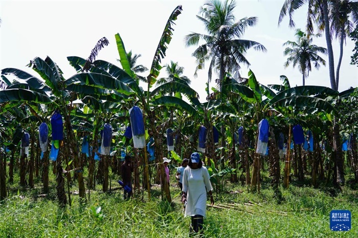 12月23日，在斯里蘭卡馬坎杜拉，農(nóng)民走過中國(guó)技術(shù)試驗(yàn)田香蕉田。新華社記者 陳冬書 攝