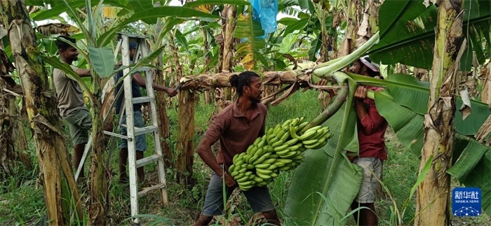 12月28日，在斯里蘭卡馬坎杜拉，當(dāng)?shù)剞r(nóng)民收獲香蕉。新華社發(fā)（中國(guó)、聯(lián)合國(guó)糧農(nóng)組織與斯里蘭卡南南合作項(xiàng)目專家組供圖）