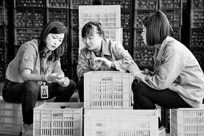 為拓展柿子產(chǎn)業(yè)發(fā)展新途徑，在陜西富平淡村鎮(zhèn)，歸國(guó)留學(xué)生王薇參與創(chuàng)建了一座柿酒酒莊。新華社發(fā)