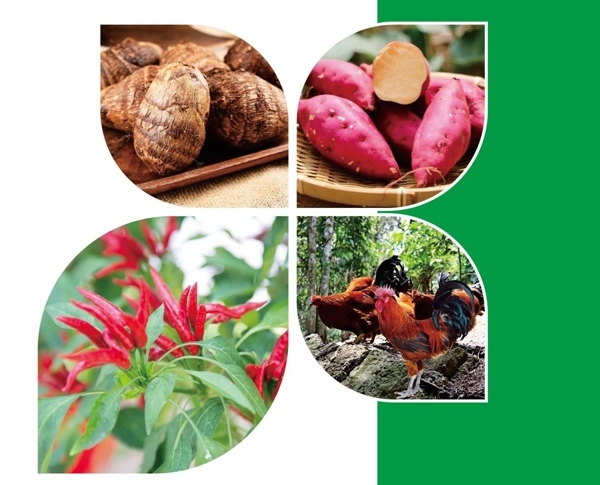 天等縣名特優(yōu)農(nóng)產(chǎn)品。主辦方供圖