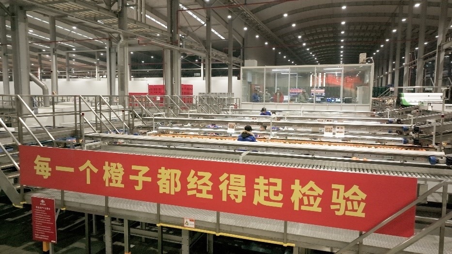 工人在智能生產(chǎn)線上對(duì)臍橙精深加工。人民網(wǎng)記者 張力洋攝