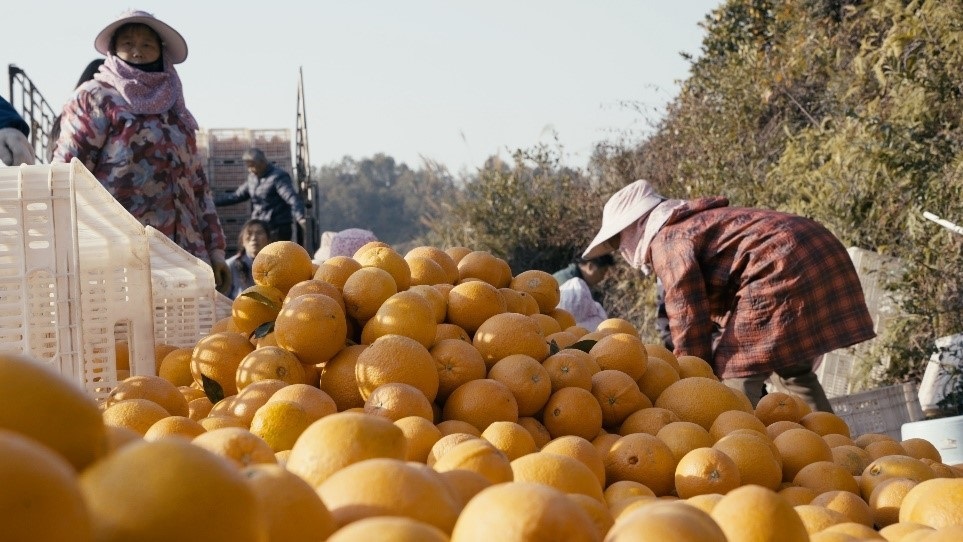 贛南臍橙喜獲豐收。人民網(wǎng)記者 張力洋攝