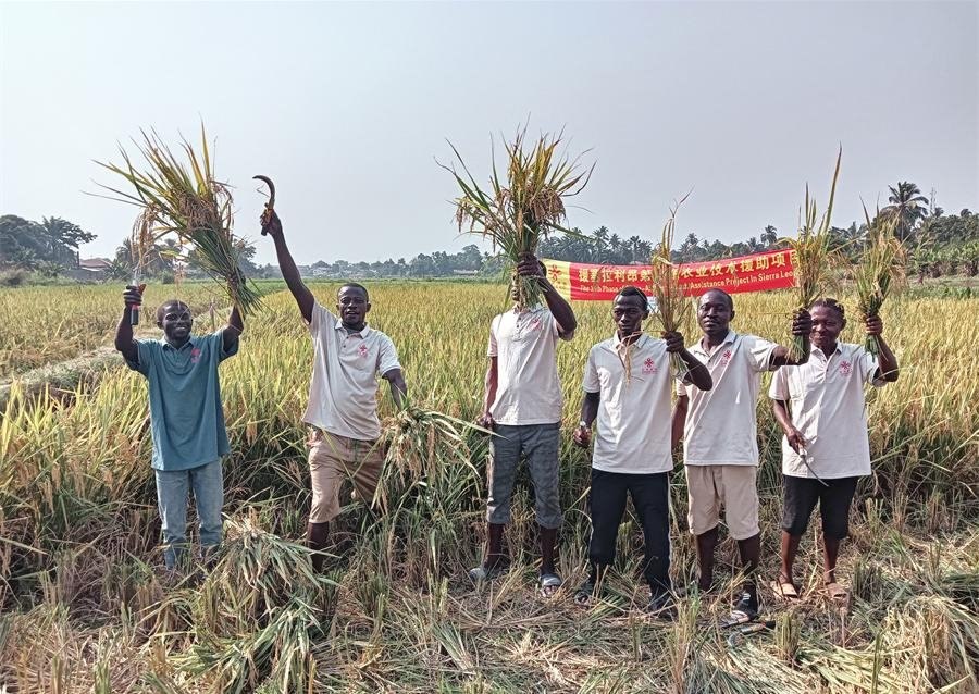 當(dāng)?shù)卮迕裾故窘衲甑乃痉N植成果。中國援塞農(nóng)業(yè)專家組供圖