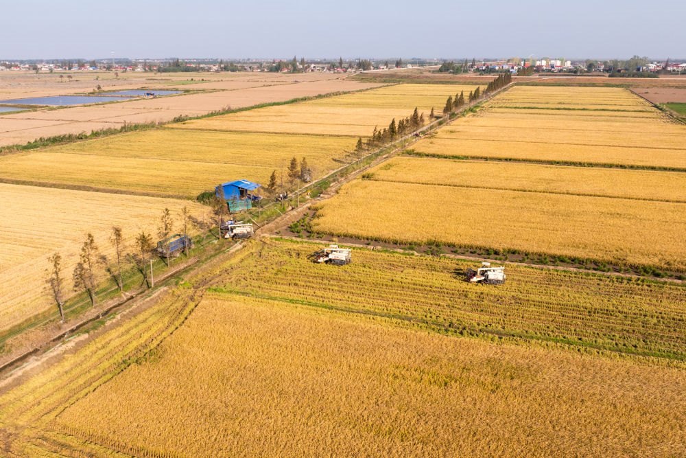 2024年11月1日，在湖南華容縣團洲垸，村民駕駛收割機收獲水稻（無人機照片）。新華社記者陳思汗 攝